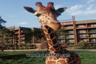Image principale de l'hôtel Disney Animal Kingdom Lodge offert par VosVacances.ca